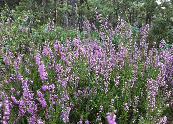 Czarcia Appartement *