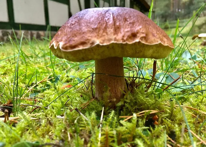 Czarcia Appartement Smoldzinski Las